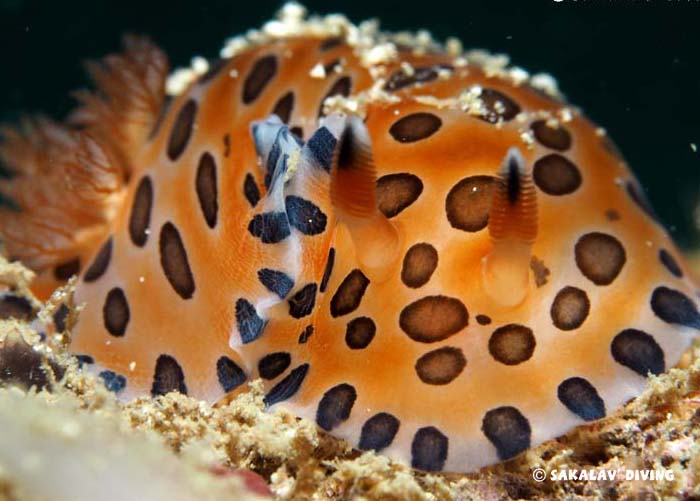 Nudibranches de Nosy Be Madagascar